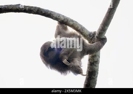 Costa Rica. Nahaufnahme von Dreizehenfaultieren. Stockfoto