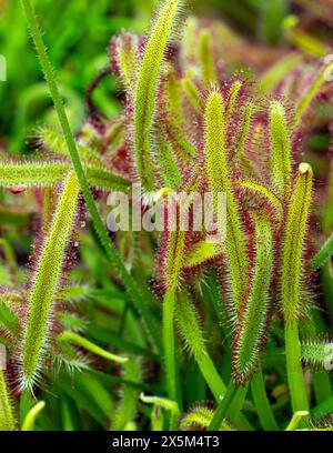 Fleischfressende Pflanzen (Drosera capensis). Botanischer Garten, KIT, Karlsruhe, Deutschland, Europa Stockfoto