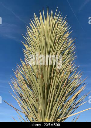 Yucca brevifolia gegen den blauen Himmel Stockfoto