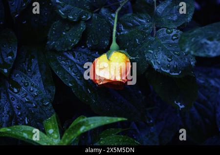 Nahaufnahme einer gelben Rose mit Regentropfen Stockfoto