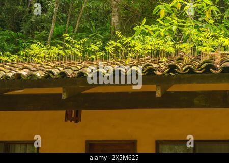 Costa Rica, Parque Nacional Carara. Pflanzen, die auf dem Dach wachsen Stockfoto