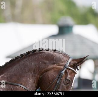 Nahaufnahme Pferdeporträt zoomt auf Pferden Zöpfe KnopfZöpfe auf Bay Dressur Pferd gut für Wettkampf Leder Doppeltraum gepflegt Stockfoto