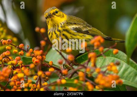 Costa Rica, Arenal Observatory. Cape May Seebrüder und Beeren. Stockfoto