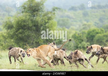 Ein Löwe, Panthera leo, und Hyäne, Hyaenidae, kämpfen um einen Zebrakadaver. Stockfoto