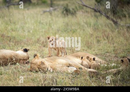 Eine Löwin und ihre Jungen, Panthera leo, liegen im Gras. Stockfoto