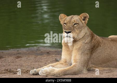 Eine Löwin, Panthera leo, liegt neben einem Damm. Stockfoto