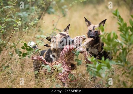 Wildhunde füttern, Lycaon Pictus. Stockfoto