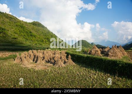 Reisfelder in Tam Son, Ha Giang, Vietnam Stockfoto