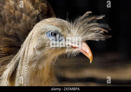 USA, Arizona, Waddell, Wildlife World Zoo. Nahaufnahme des rotbeinigen Seriema-Vogelkopfes. Stockfoto