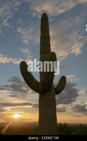 Saguaro National Park West während der Monsunsaison, Arizona Stockfoto