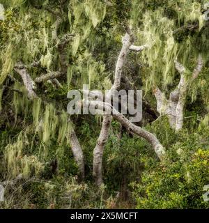 USA, Kalifornien, Central Coast, Los Osos. Hängendes Moos und verdrehte Gliedmaßen im Los Osos Oaks State Reserve Stockfoto