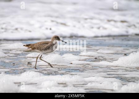 USA, Kalifornien, Morro Bay. Willet Vogel im Küstenwasser. Stockfoto