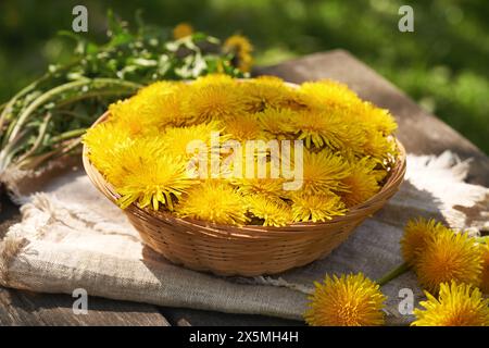 Frische gelbe Löwenzahnblüten in einem Korb draußen im Garten Stockfoto