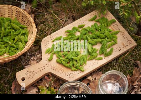 Junge Fichtenspitzen, die im Frühjahr im Wald geerntet werden, um hausgemachten Kräutersirup für Husten zuzubereiten Stockfoto