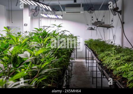 Bangkok, Thailand. Mai 2024. Ein großer Blick auf eine Cannabis-Gärtnerei im Innenbereich „Klonraum“ in Bangkok, Thailand. 2022 war Thailand das erste asiatische Land, das den Cannabisanbau entkriminalisiert. Dies hat zu einem rasch wachsenden Cannabismarkt für die Produktion, den Vertrieb und den Verkauf von Cannabisprodukten geführt. (Foto: Nathalie Jamois/SOPA Images/SIPA USA) Credit: SIPA USA/Alamy Live News Stockfoto