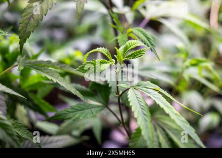 Bangkok, Thailand. Mai 2024. Eine Nahaufnahme einer Veredelung einer Hanfpflanze in einer Cannabis-Gärtnerei 'Clone Room' in Bangkok, Thailand. 2022 war Thailand das erste asiatische Land, das den Cannabisanbau entkriminalisiert. Dies hat zu einem rasch wachsenden Cannabismarkt für die Produktion, den Vertrieb und den Verkauf von Cannabisprodukten geführt. (Foto: Nathalie Jamois/SOPA Images/SIPA USA) Credit: SIPA USA/Alamy Live News Stockfoto