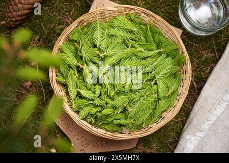 Jungfichtenspitzen im Frühjahr in einem Korb geerntet - Zutat für selbstgemachten Sirup Stockfoto