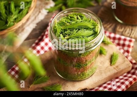 Herstellung von Kräutersirup gegen Husten aus frischen jungen Fichtenspitzen, die im Frühjahr gesammelt wurden Stockfoto