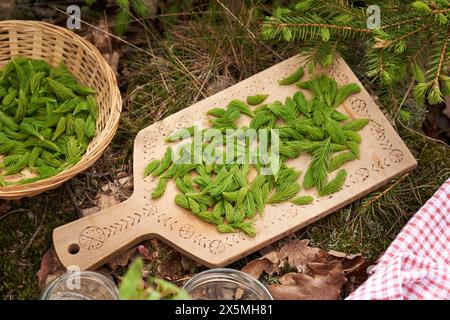 Jungfichtenspitzen im Frühjahr im Wald - Zutat für hausgemachten Kräutersirup Stockfoto
