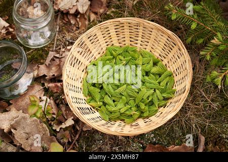 Junge Fichtenspitzen, die im Frühjahr im Wald geerntet werden, um hausgemachten Kräutersirup zuzubereiten Stockfoto