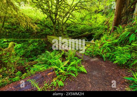 Fußgängerbrücke auf dem Trillium Falls Trail, Prairie Creek Redwood State Park, Kalifornien, USA Stockfoto