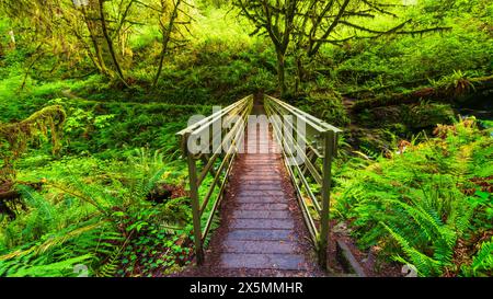 Fußgängerbrücke auf dem Trillium Falls Trail, Prairie Creek Redwood State Park, Kalifornien, USA Stockfoto