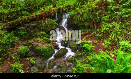 Trillium Falls, Prairie Creek Redwood State Park, Kalifornien, USA Stockfoto