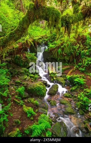 Trillium Falls, Prairie Creek Redwood State Park, Kalifornien, USA Stockfoto