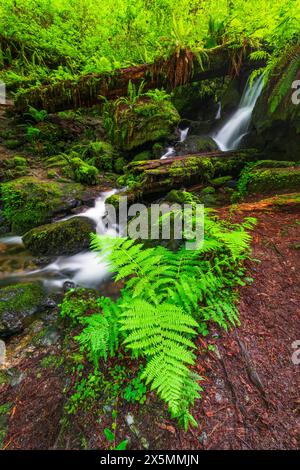 Trillium Falls, Prairie Creek Redwood State Park, Kalifornien, USA Stockfoto