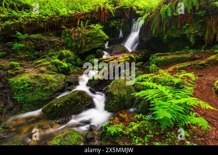 Trillium Falls, Prairie Creek Redwood State Park, Kalifornien, USA Stockfoto