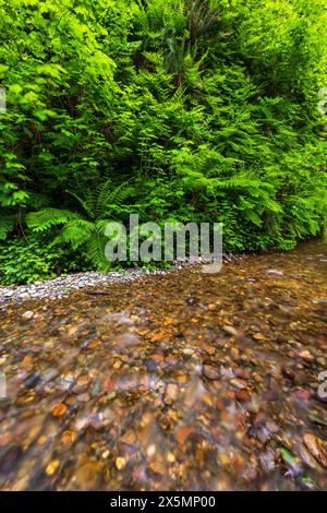 Fern Canyon, Prairie Creek Redwoods State Park, Kalifornien, USA Stockfoto