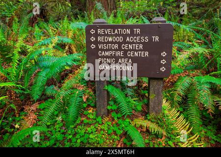 Wegschild im Prairie Creek Redwoods State Park, Kalifornien, USA Stockfoto