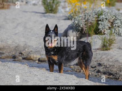 Mission Creek Preserve, Colorado Desert, Kalifornien Stockfoto