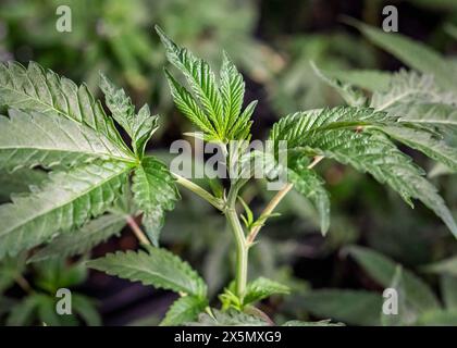 Bangkok, Thailand. Mai 2024. Eine Nahaufnahme einer jungen Cannabispflanze, in einer Cannabisschule "Clone Room" in Bangkok, Thailand. 2022 war Thailand das erste asiatische Land, das den Cannabisanbau entkriminalisiert. Dies hat zu einem rasch wachsenden Cannabismarkt für die Produktion, den Vertrieb und den Verkauf von Cannabisprodukten geführt. (Credit Image: © Nathalie Jamois/SOPA Images via ZUMA Press Wire) NUR REDAKTIONELLE VERWENDUNG! Nicht für kommerzielle ZWECKE! Quelle: ZUMA Press, Inc./Alamy Live News Stockfoto