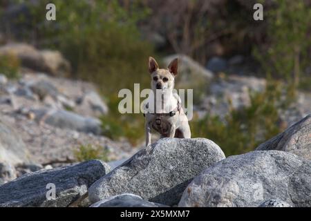 Mission Creek Preserve, Colorado Desert, Kalifornien Stockfoto