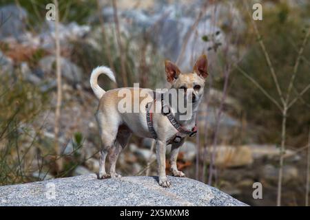 Mission Creek Preserve, Colorado Desert, Kalifornien Stockfoto