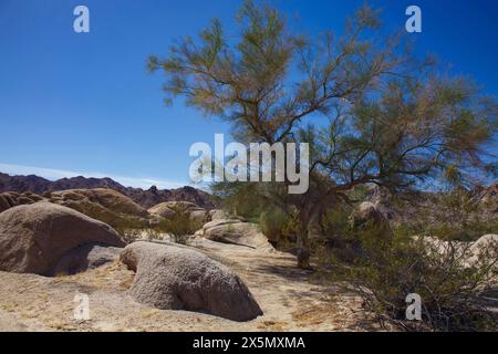 Hayfield Road Off-Rampe, Mojave Desert, Kalifornien Stockfoto