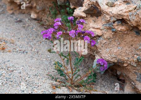 Zarte Frühlingsblumen in der Black Eagle Mine Road, Kalifornien Stockfoto