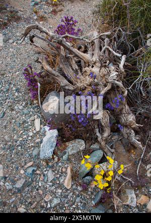 Zarte Frühlingsblumen in der Black Eagle Mine Road, Kalifornien Stockfoto