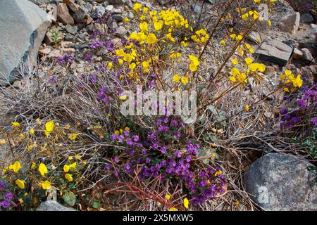 Zarte Frühlingsblumen in der Black Eagle Mine Road, Kalifornien Stockfoto
