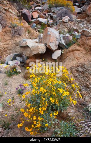 Zarte Frühlingsblumen in der Black Eagle Mine Road, Kalifornien Stockfoto