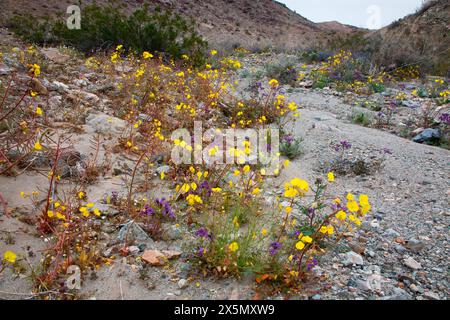 Zarte Frühlingsblumen in der Black Eagle Mine Road, Kalifornien Stockfoto