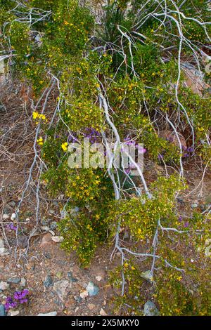 Zarte Frühlingsblumen in der Black Eagle Mine Road, Kalifornien Stockfoto