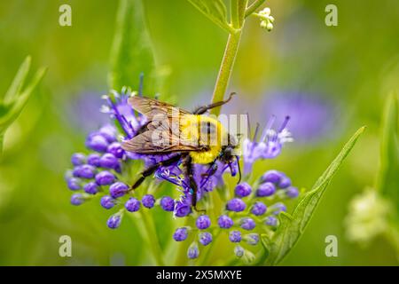 USA, Colorado, Fort Collins. Braune Hummel auf Spirea-Blüte. Stockfoto