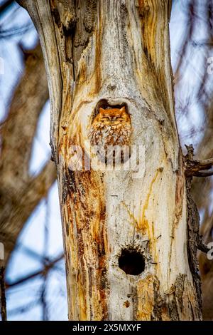 USA, Colorado, Fort Collins. Östliche Kreiseleule im Baumloch. Stockfoto