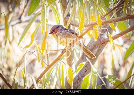USA, Colorado, Fort Collins. Männlicher amerikanischer Buschtit im Baum. Stockfoto