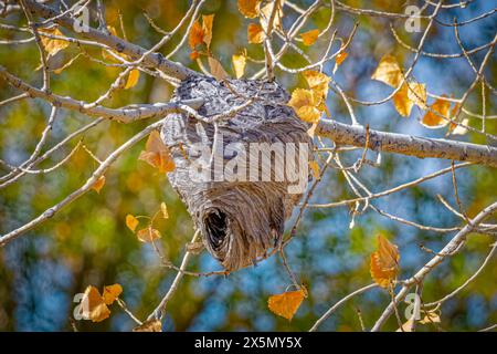 USA, Colorado, Fort Collins. Papierwespennest im Baum. Stockfoto