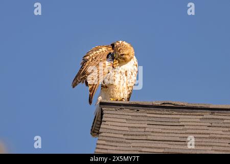 USA, Colorado, Fort Collins. Rotschwanzfalke juvenile Präening. Stockfoto