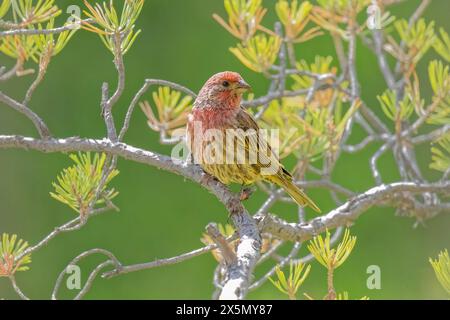 USA, Colorado, Fort Collins. Männlicher amerikanischer hausfinke am Bein. Stockfoto