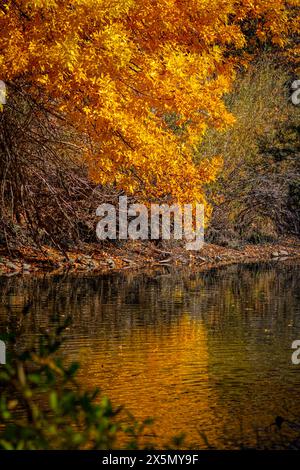 USA, Colorado, Fort Collins. Die Herbstfarben des Waldes spiegeln sich im See wider. Stockfoto